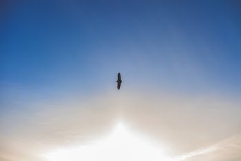 Silhouette Photo of Flying Bird