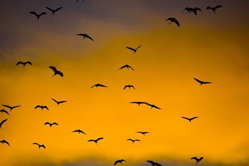 silhouette photo of flying birds