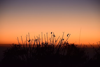 Silhouette Photo of Grass