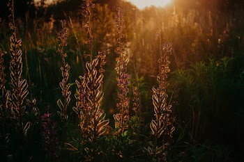 Silhouette Photo of Grass Field