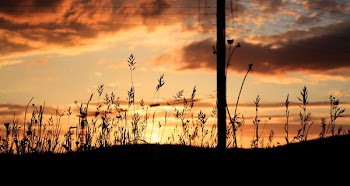 silhouette photo of grasses