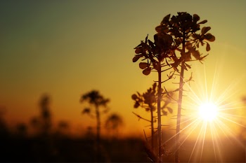 Silhouette Photo of Green Leafed Plant
