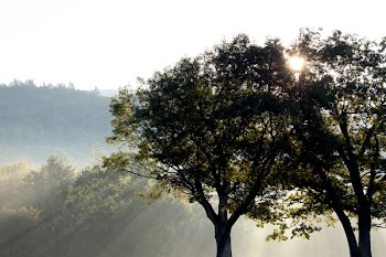 Silhouette Photo of Green Trees Under Crepuscular Rays