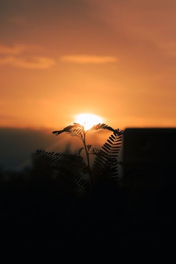 silhouette photo of linear leaf plant