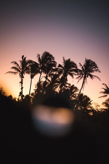 silhouette photo of palm trees