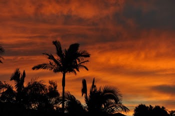 Silhouette Photo of Palm Trees