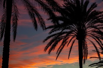 Silhouette Photo of Palm Trees During Dawn