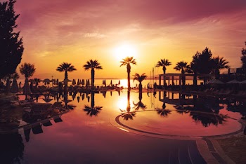 Silhouette Photo of Palm Trees During Golden Hour