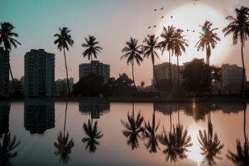 Silhouette Photo of Palm Trees Near Body of Water During Golden Hour