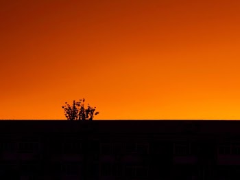silhouette photo of plant