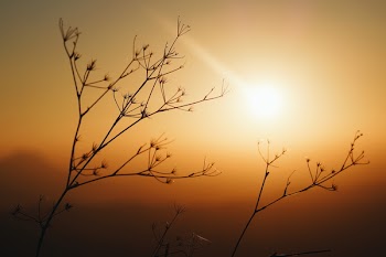 Silhouette Photo Of Plants