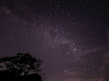 silhouette photo of tree
