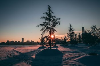 silhouette photo of tree on snow field
