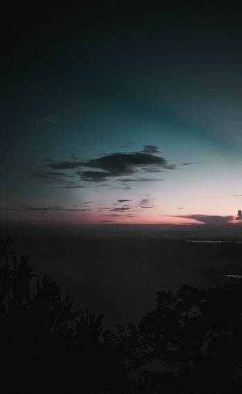 Silhouette Photo of Trees