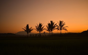 Silhouette Photo of Trees