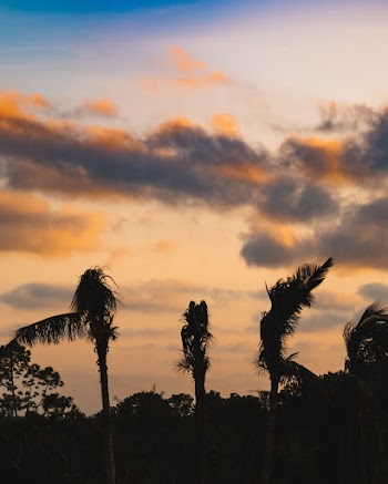 Silhouette Photo of Trees