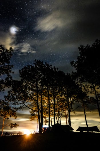 Silhouette Photo of Trees