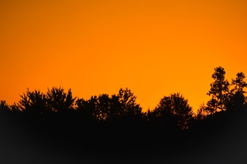Silhouette Photo of Trees