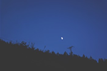 Silhouette Photo of Trees