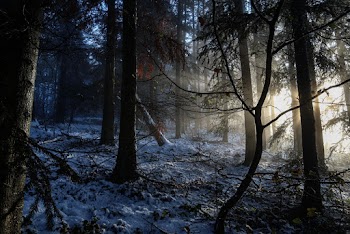 Silhouette Photo of Trees