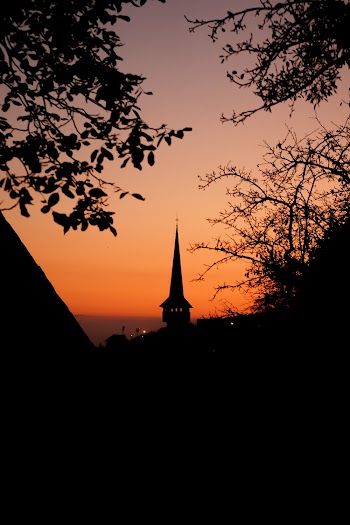 Silhouette Photo of Trees