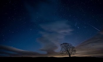 silhouette photo of trees during nighttime