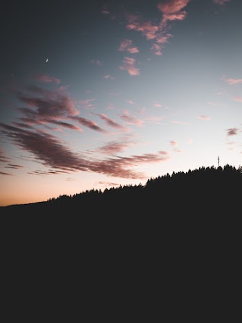 Silhouette Photo of Trees During Sunset