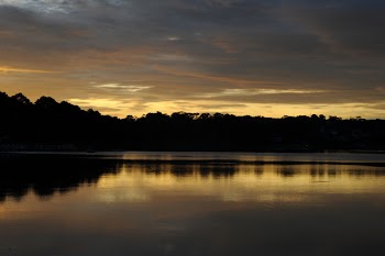 Silhouette Photo of Trees Near River