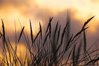Silhouette Photo of Wheat during Sunset