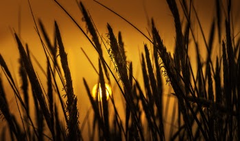 Silhouette Photo Of Wheat Plants