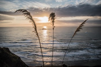 Silhouette Photograph of Grass Beside Seashore
