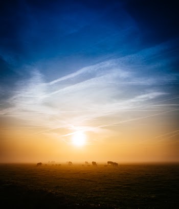 Silhouette Photography of Animals on Ground during Golden Hour