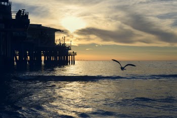 Silhouette Photography of Bird Near Sea Dock