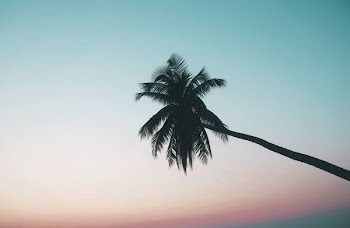 silhouette photography of coconut tree