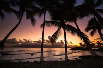 silhouette photography of coconut trees near sea