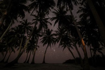 silhouette photography of coconut tress during nighttime
