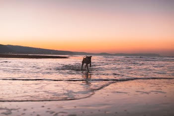 Silhouette Photography Of Dog Running On Shore