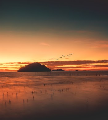 Silhouette Photography Of Flock Of Flying Birds
