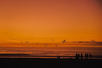 Silhouette Photography Of Flying Birds