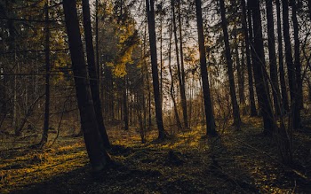 Silhouette Photography of Into the Woods
