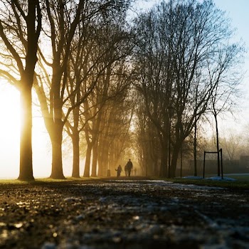 silhouette photography of person walking between trees