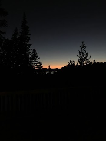 silhouette photography of pine tress