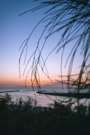 Silhouette Photography of Plant