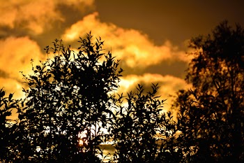Silhouette Photography of Plant