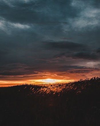 silhouette photography of plants during sunset