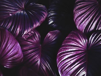 silhouette photography of purple petaled flowers