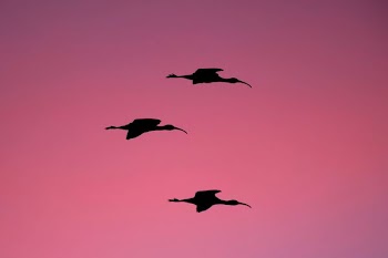silhouette photography of three flying birds