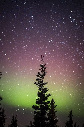 silhouette photography of tree