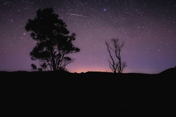 silhouette photography of tree at night