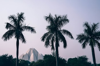 Silhouette Photography of Tree Coconut Trees